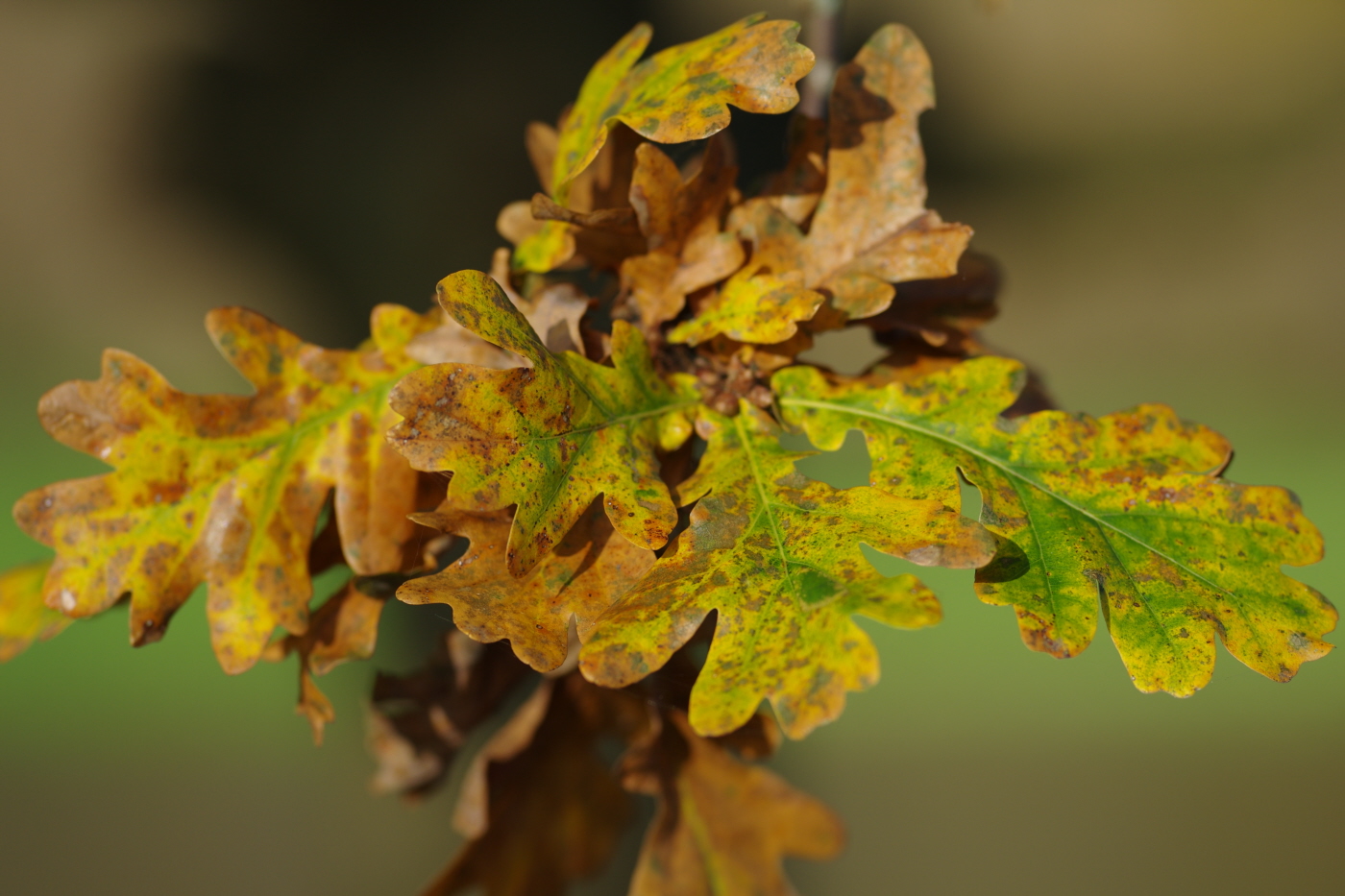 Autumn Oak Leaves
