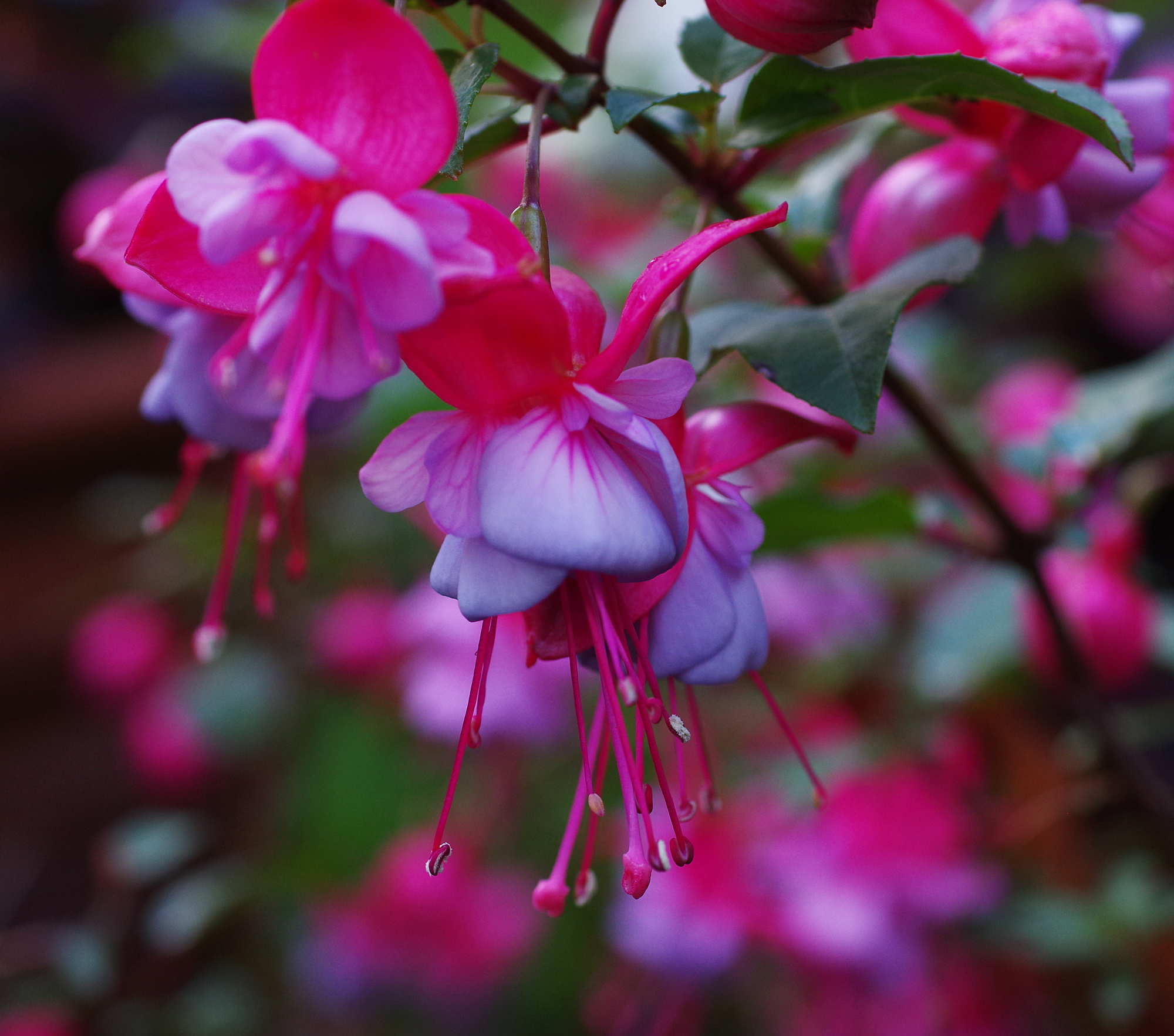 Back to the fuchsia !