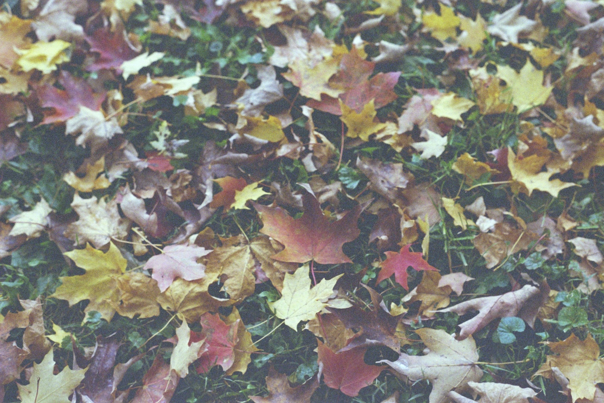 Leaves have fallen