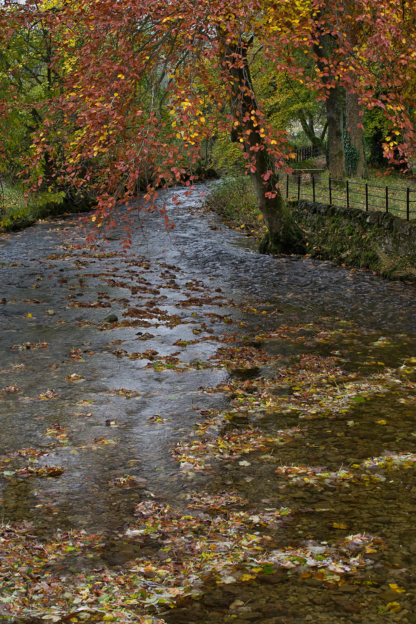 The Stream and Dingly Dell