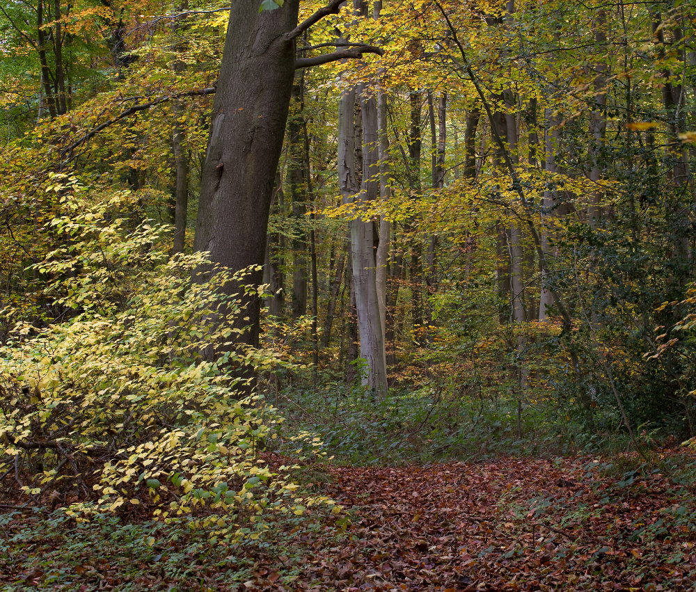 Autumn Woodland