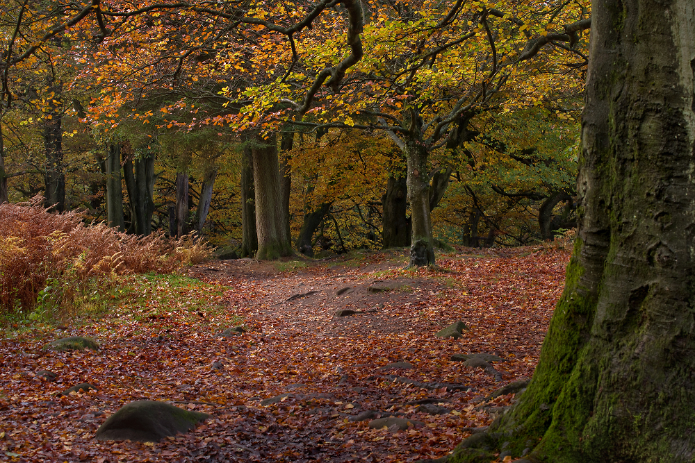 Beech and Oak