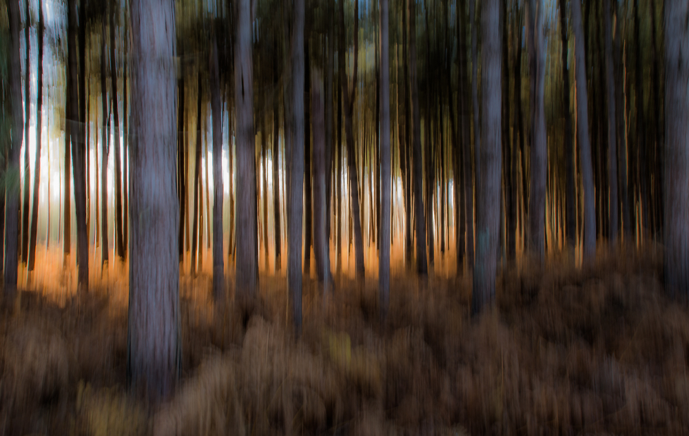 Forest Light