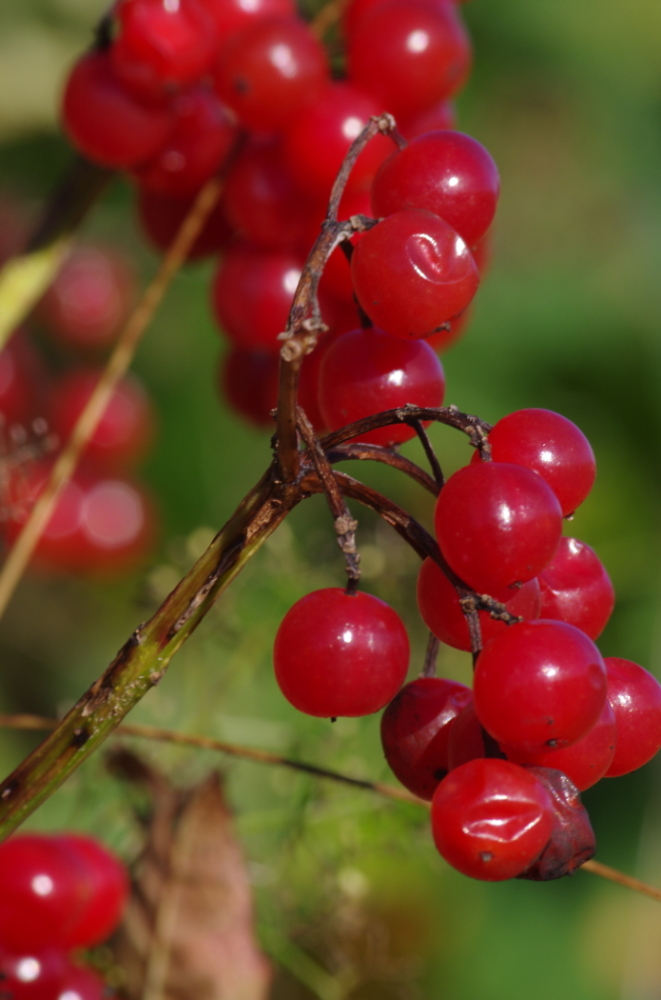 Nature's Bounty