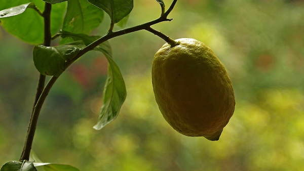 A lemon on the tree.