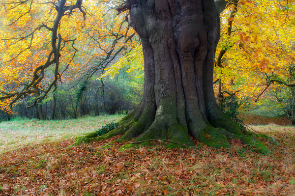 Autumn Glow