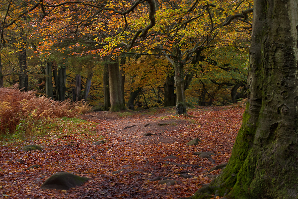 Beech and Oak