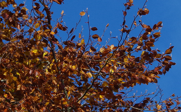 Beech and sky