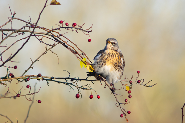 Contented Fieldfare