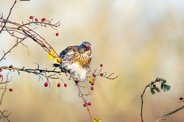 Fieldfare
