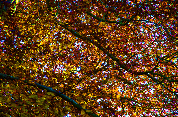 'Golden hour'