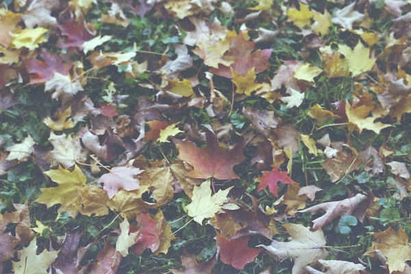 Leaves have fallen