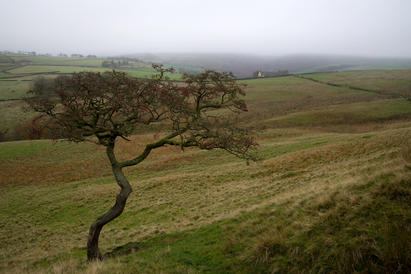 Lone Hawthorn