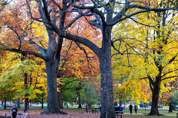 The Colour Season