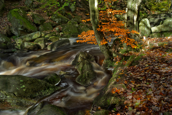The Enchanted Forest (revisited)