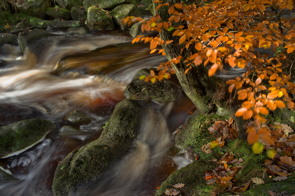 The Enchanted Forest