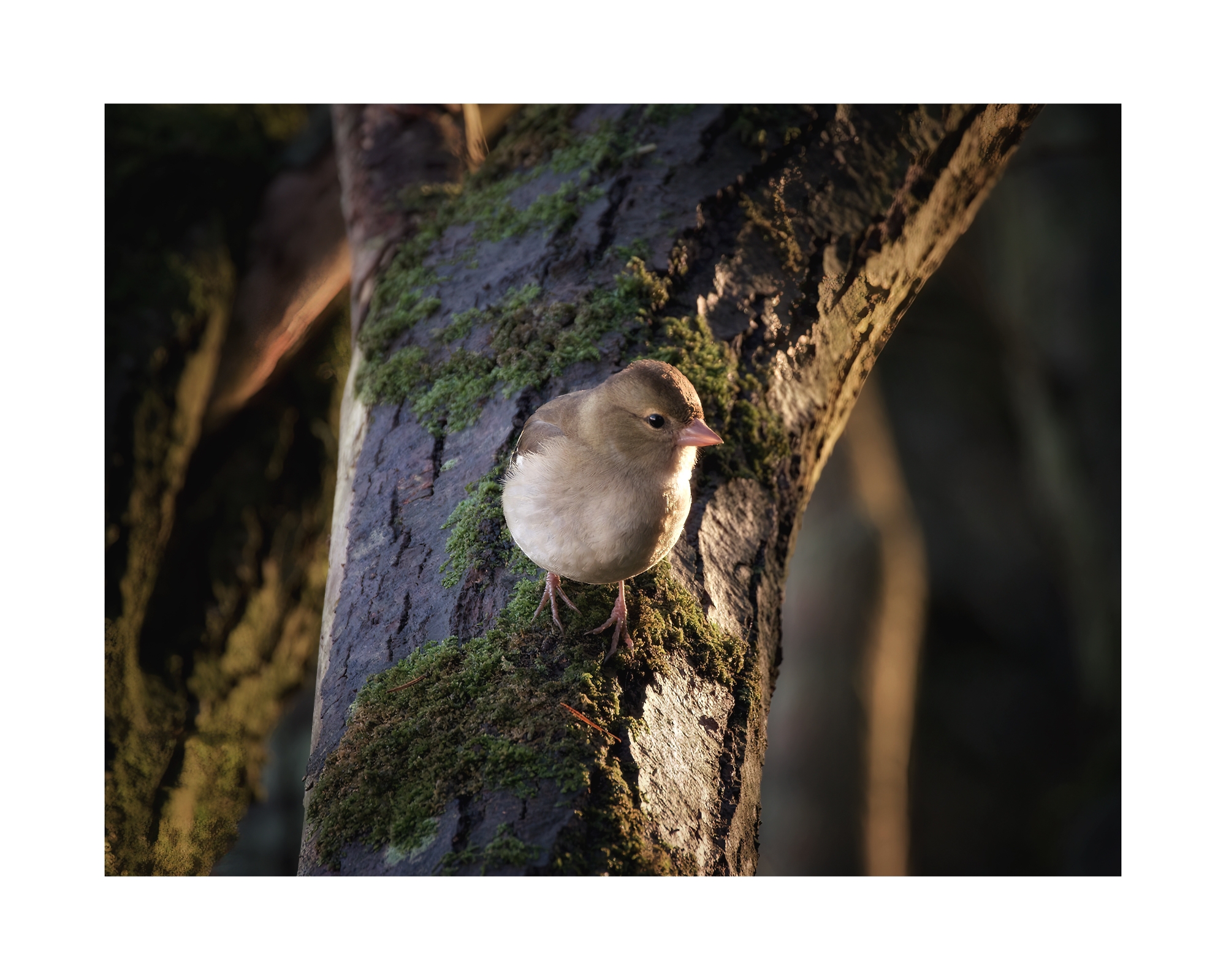 female Chaffinch posing in the Light