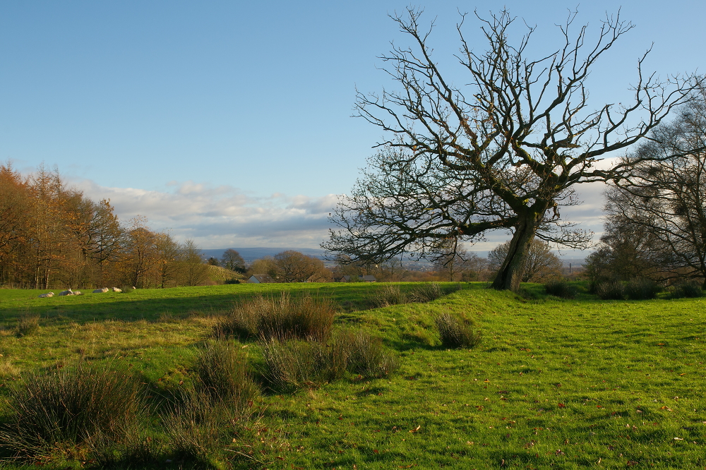 A pastoral scene.