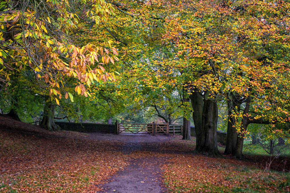 Country Lane in Autumn.