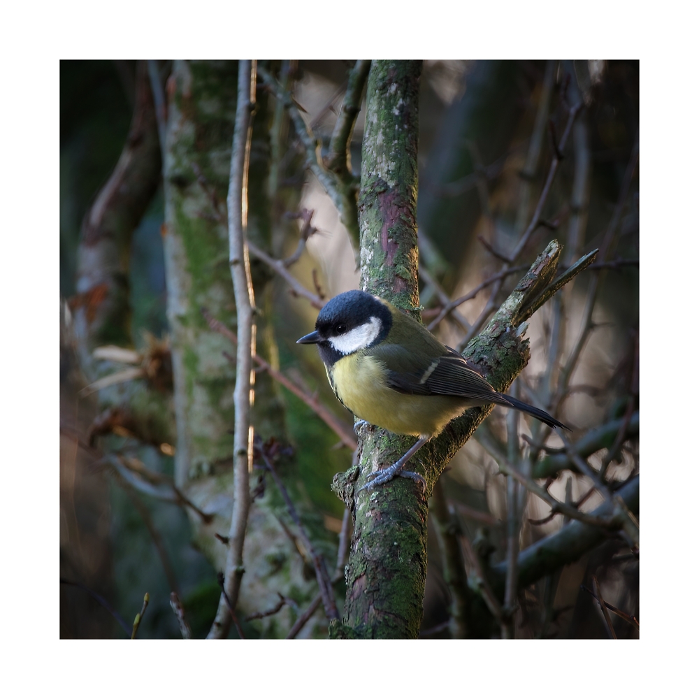 Great tit