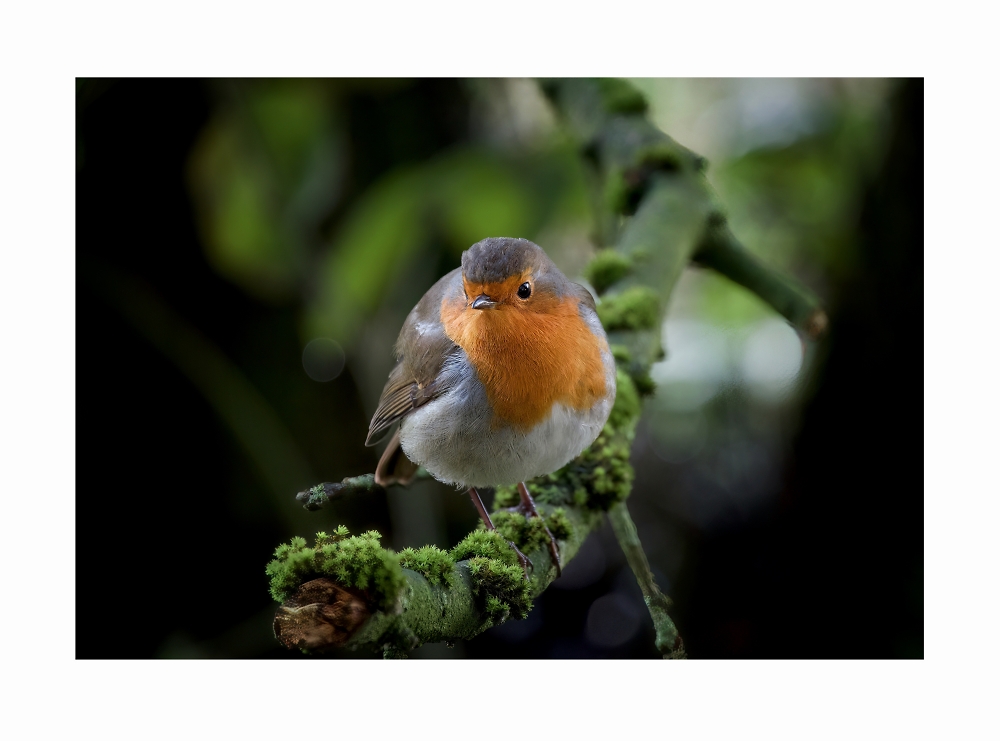 Mr Robin