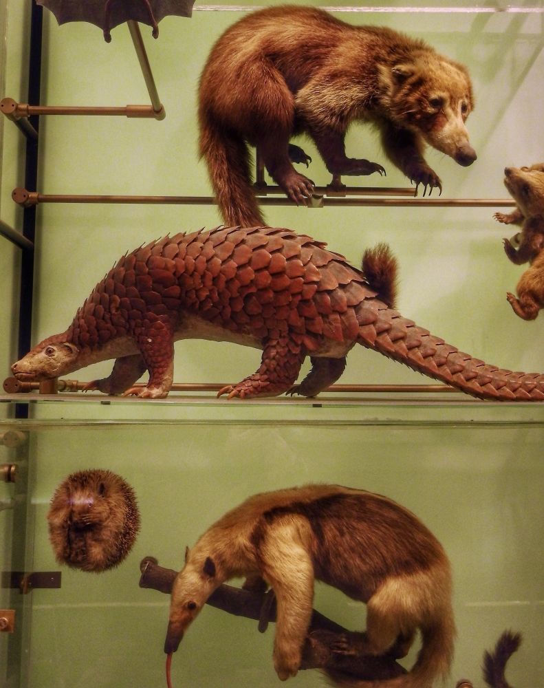 Museum of Natural History NYC