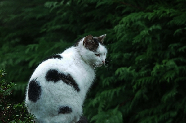 cat on the gate post
