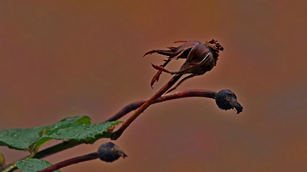 It was once a red rose