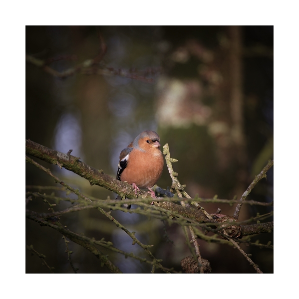 male Chaffinch