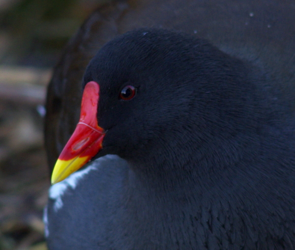 Moorhen Up Close