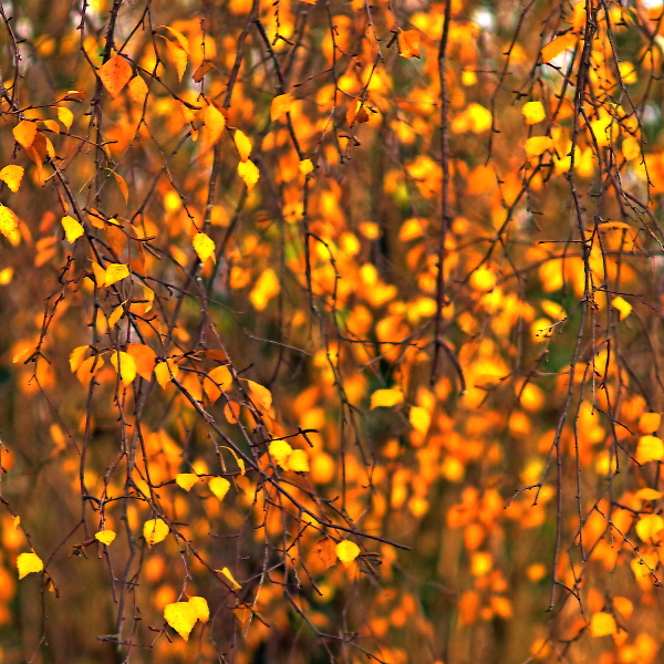 Winter birch and winter sunshine