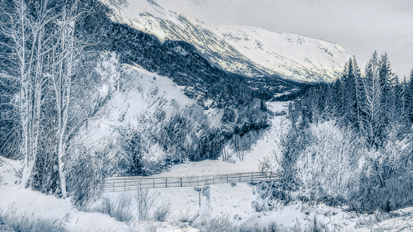 Winter Wonderland
