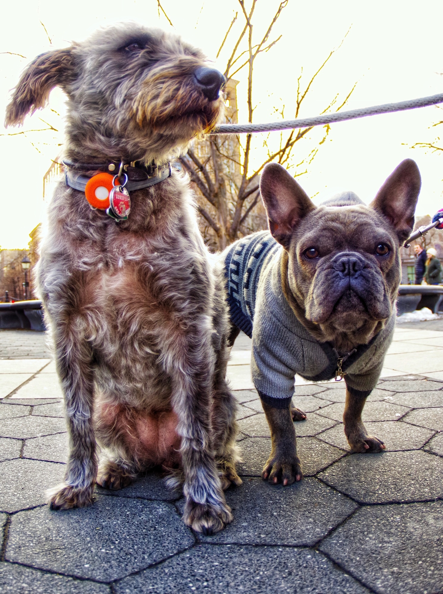 A pair of Dogs