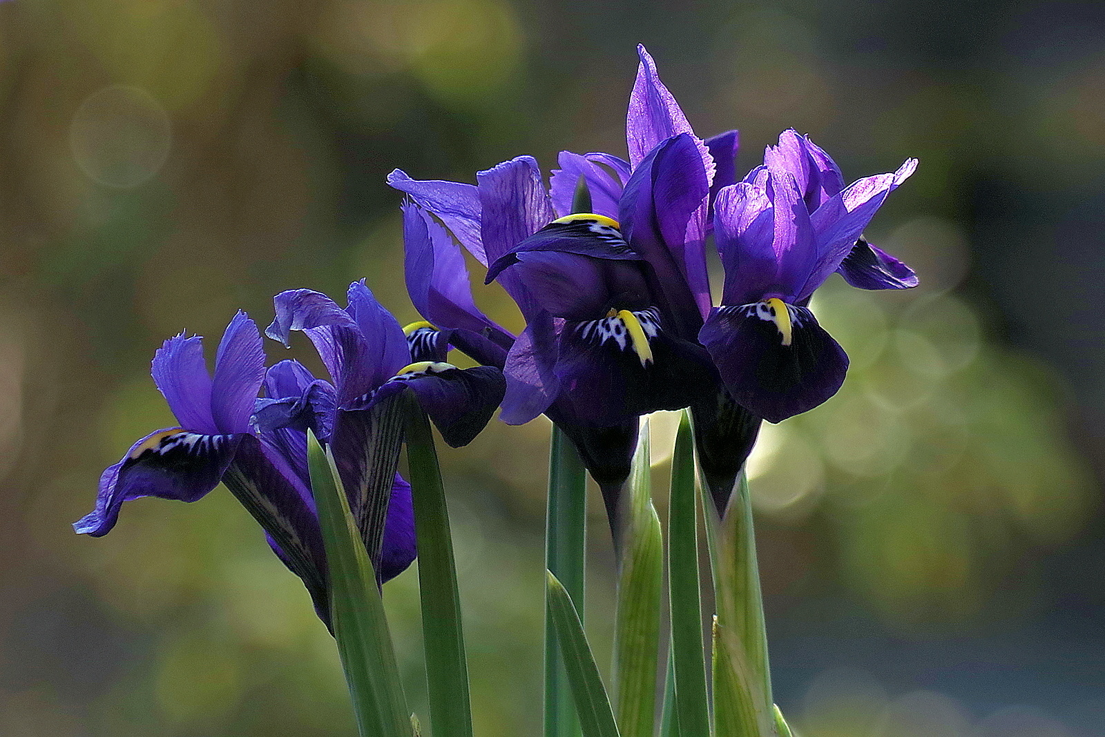 Spring irises