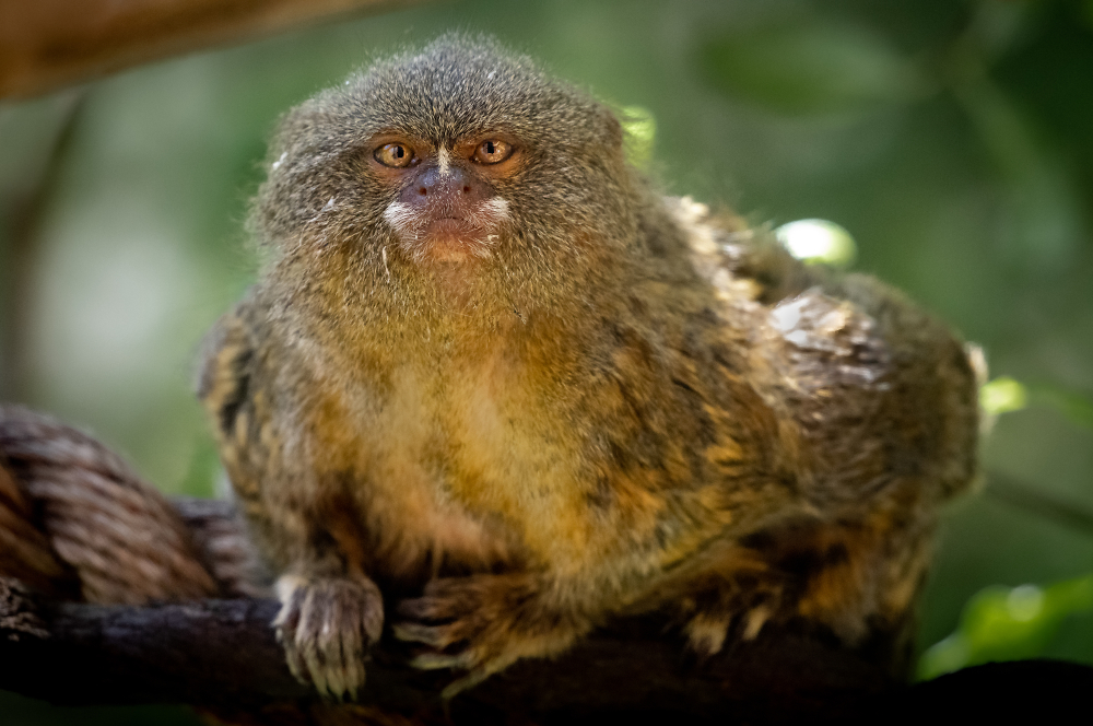 Pygmy Marmoset