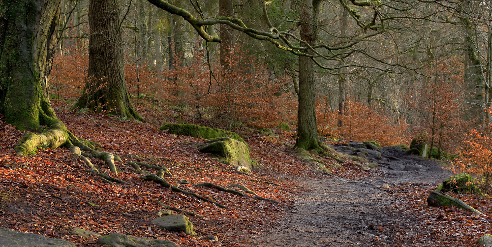 Winter Woodland