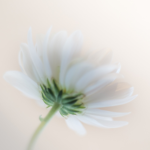 Chrysanthemum