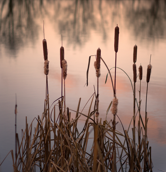 Evening Glow