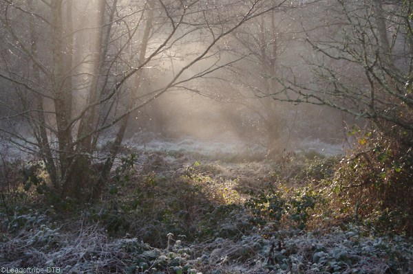 Frost, mist and sun down by the stream.