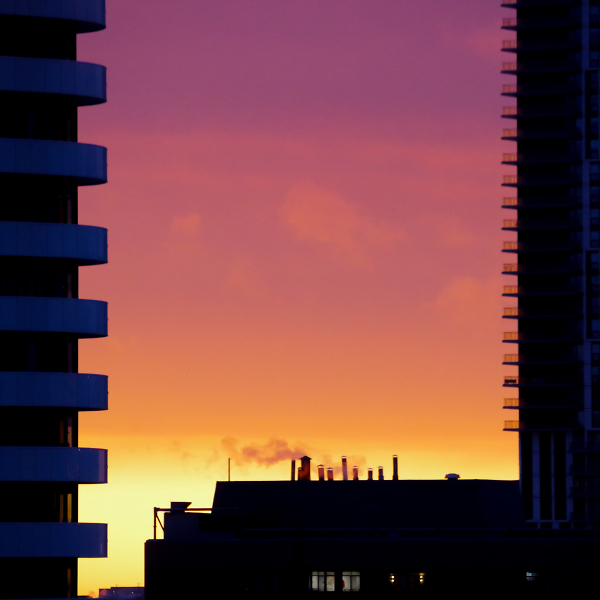 Morning Glory