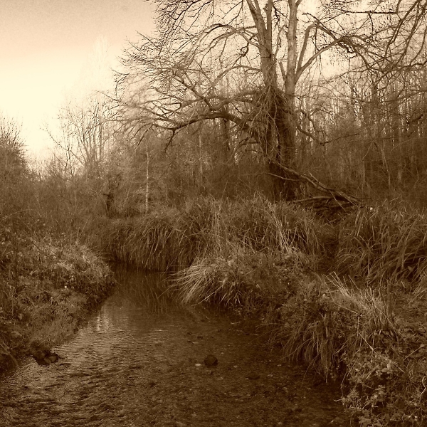 Soft late afternoon light along the brook