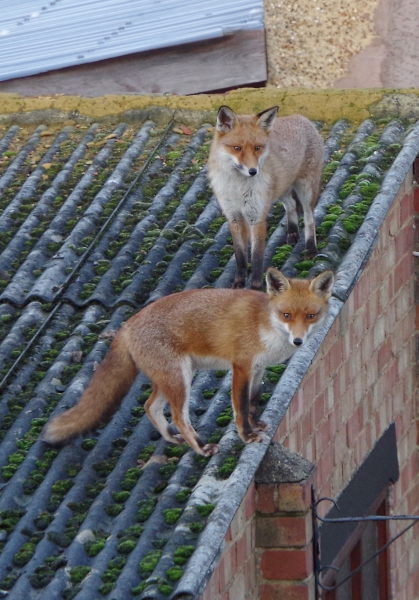Urban Fox