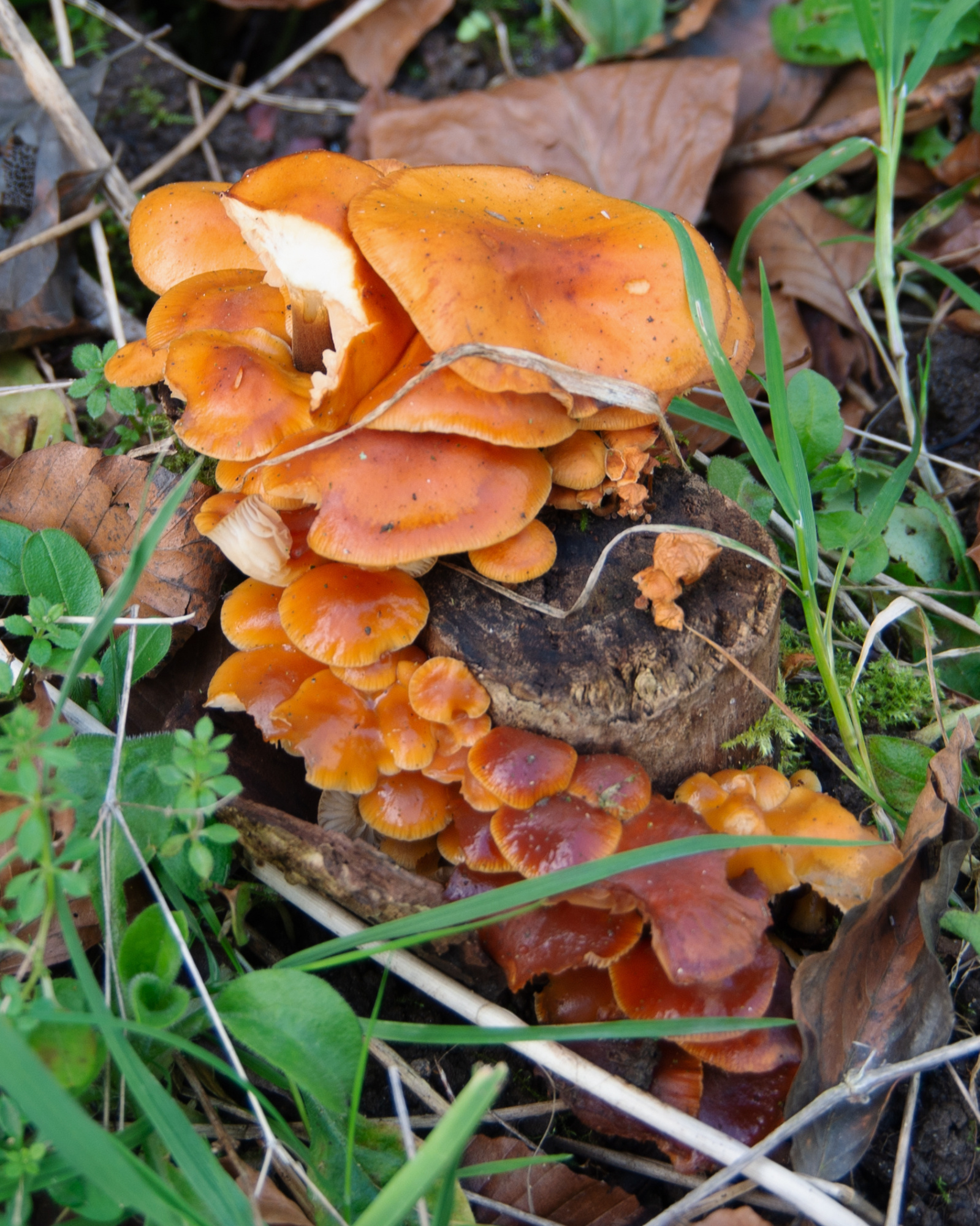 Fungi