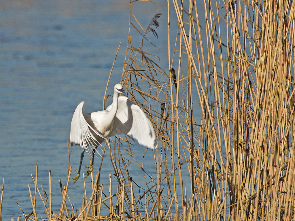 Little Egret