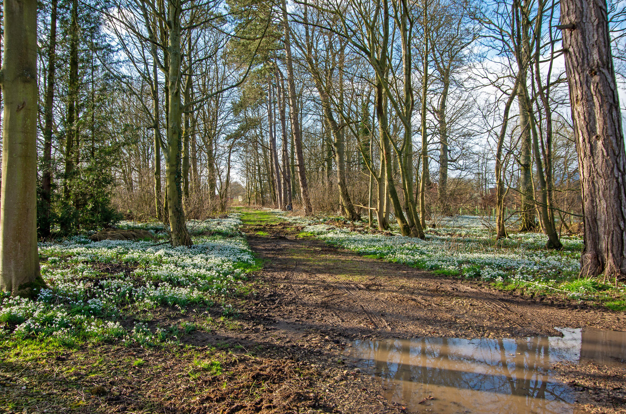Snowdrop Track