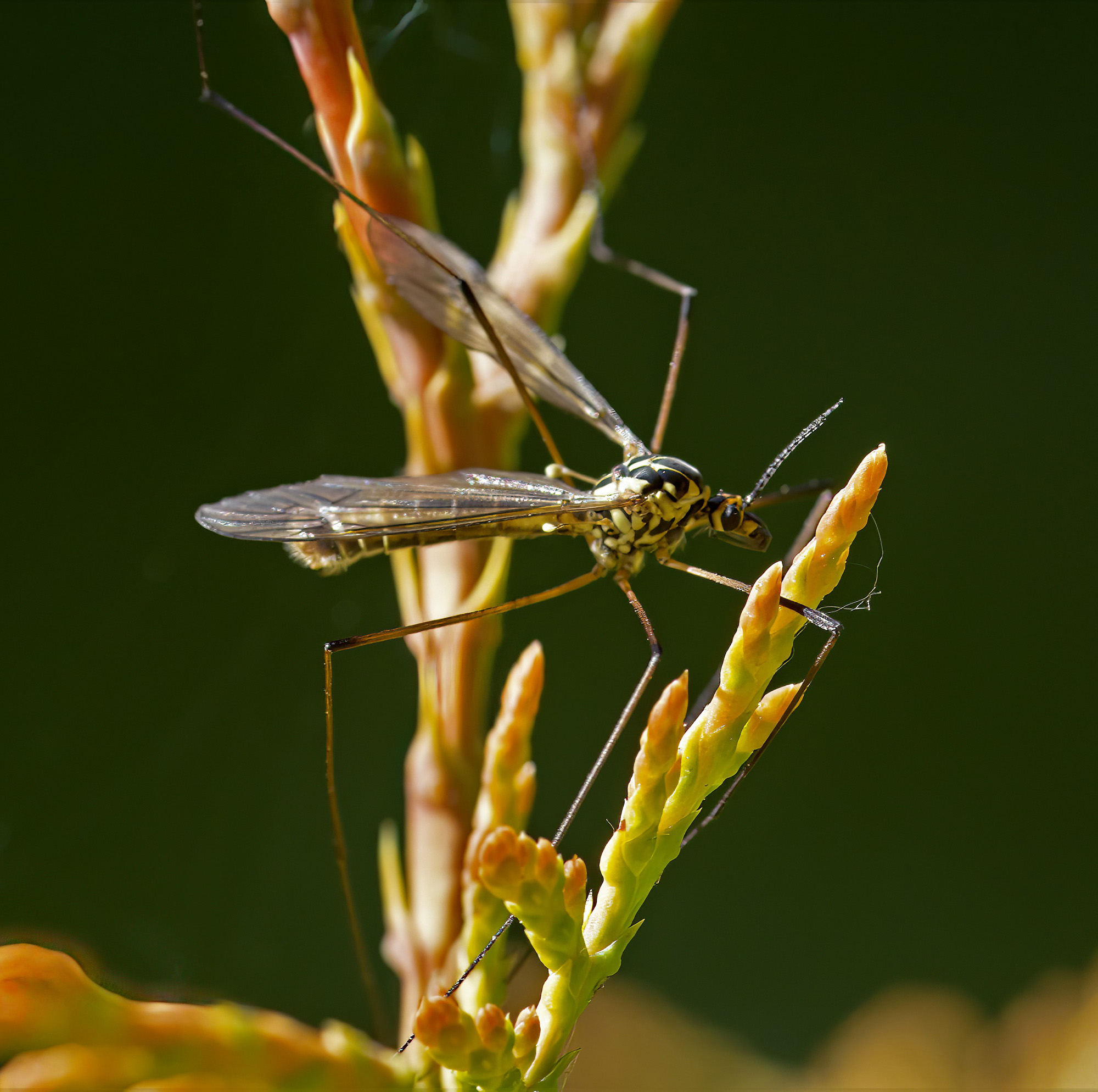 Spotted Crane Fly