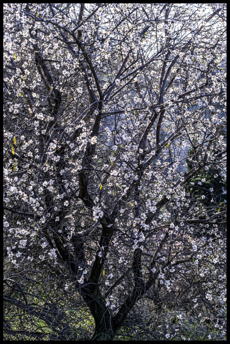 The advent of spring - almond tree blooming
