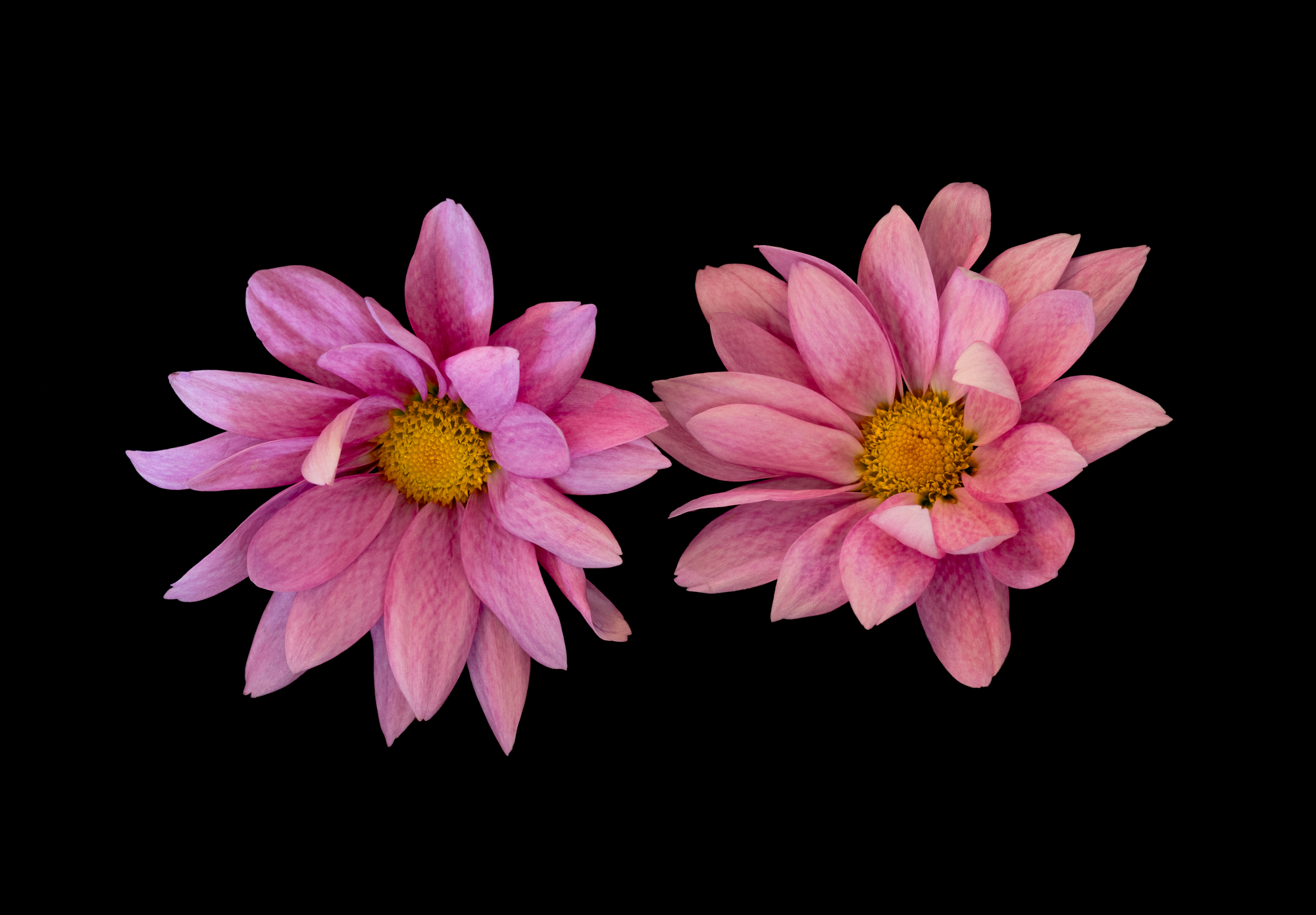 Twin Sisters