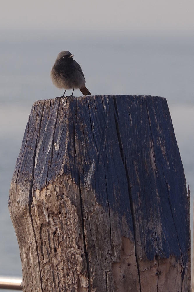 Black redstart