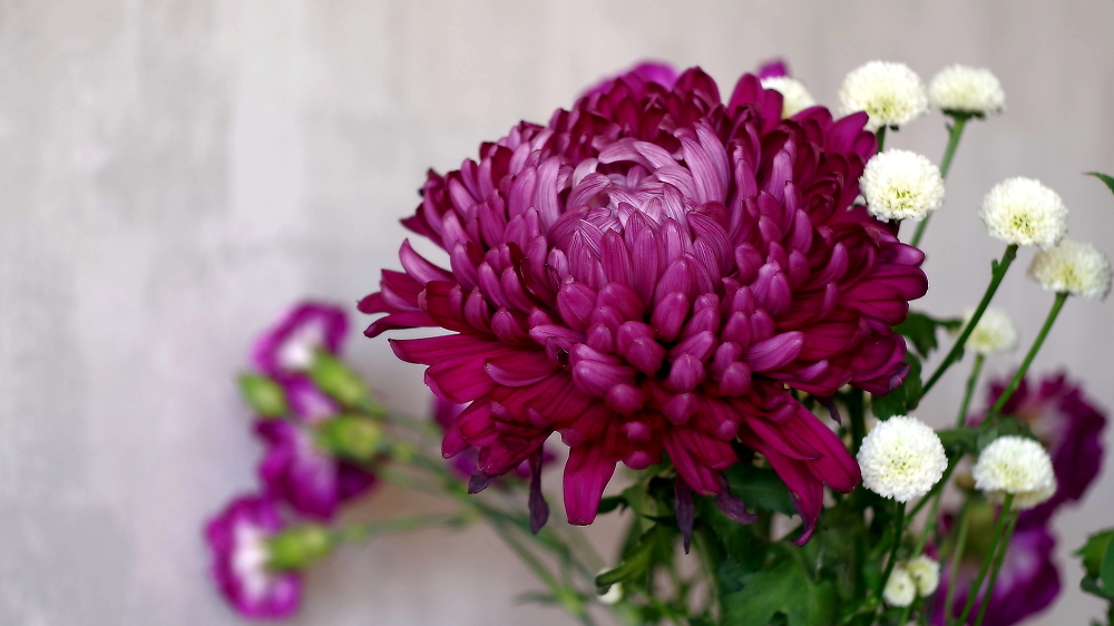 Chrysanthemum